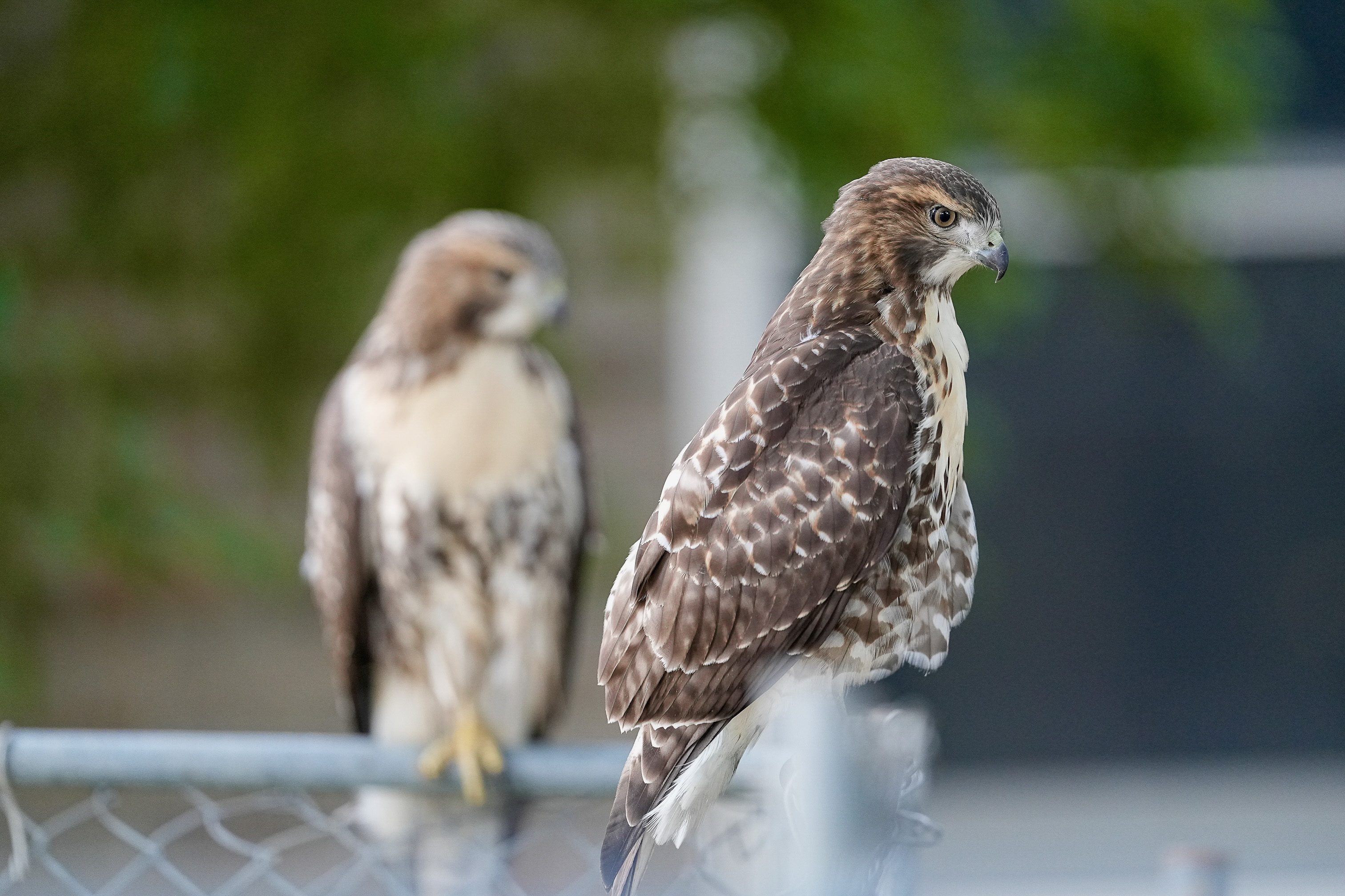 Red-tailed Hawks O1 and O2
